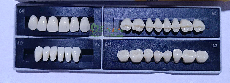 SCE Two layer Synthetic Resin Teeth